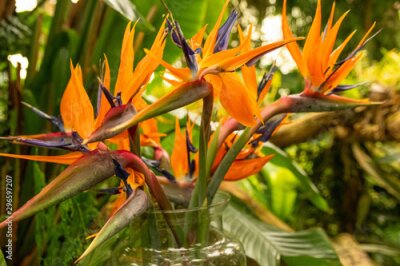 Papier peint  Bird of paradise flower (strelitzia)