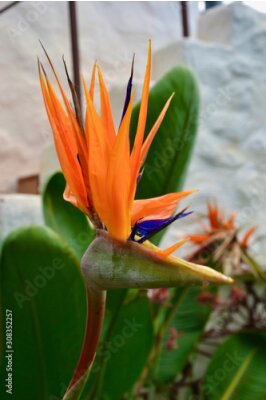 Papier peint  Bird Of Paradise flower (Strelitzia)