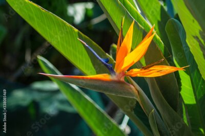 Papier peint  Bird of paradise flower / Strelitzia