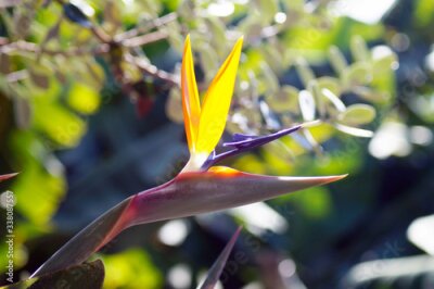 Papier peint  Bird of paradise flower / Strelitzia