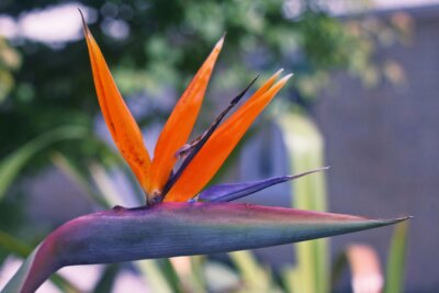 Papier peint  Bird of paradise flower, strelitzia 