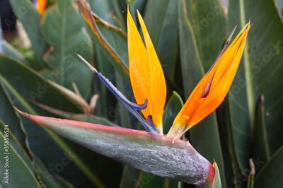 Papier peint  Bird of Paradise flower (Strelitzia)