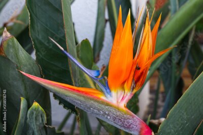 Papier peint  Bird of Paradise flower (Strelitzia)