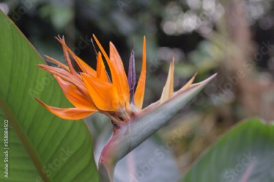Papier peint  Bird Of Paradise Flower (Strelitzia)
