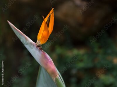 Papier peint  Bird Of Paradise Flower (Strelitzia)