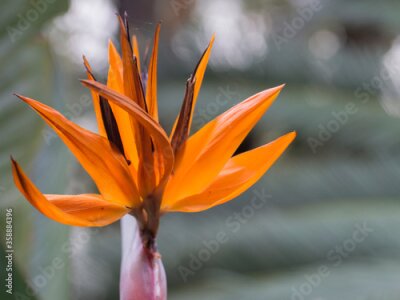 Papier peint  Bird Of Paradise Flower (Strelitzia)