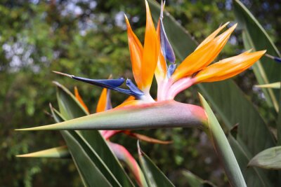 Papier peint  Bird of Paradise flower Strelitzia