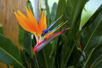 Papier peint  Bird of paradise flower  Strelitzia   