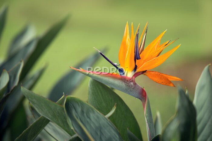 Papier peint  Bird of paradise flower - Strelitzia