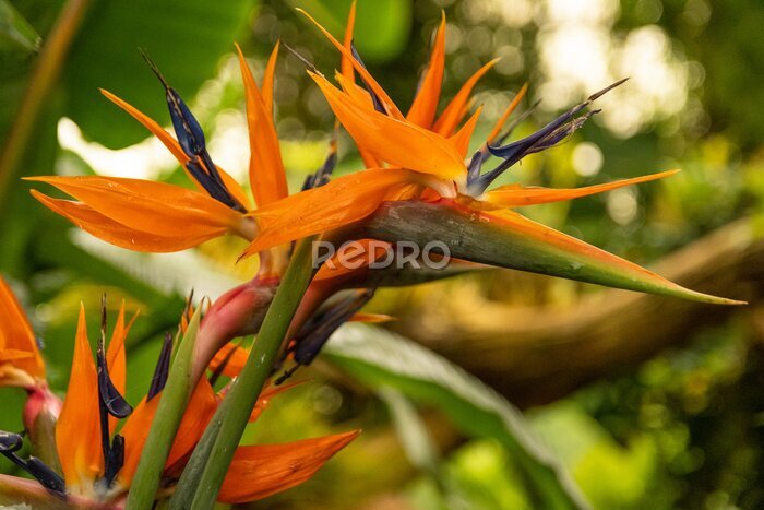 Papier peint  Bird of paradise flower (strelitzia)