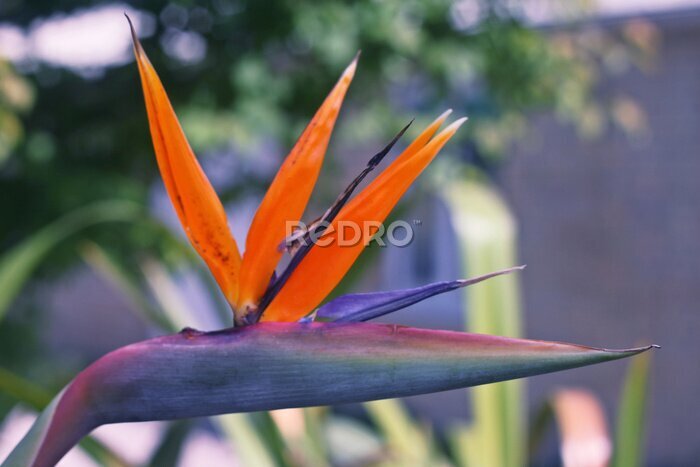 Papier peint  Bird of paradise flower, strelitzia 