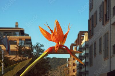 Papier peint  Bird of paradise flower ( Strelitzia ) against blue sky in city on sunny autumn day. Montenegro, Tivat