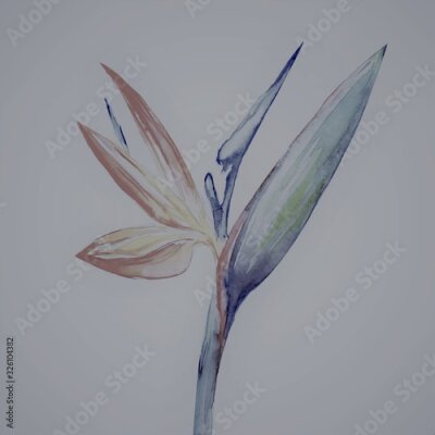 Papier peint  Bird of paradise flower, Strelitzia, Art, Watercolor Illustration