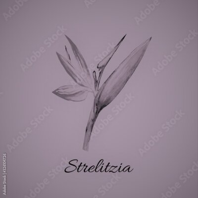 Papier peint  Bird of paradise flower, Strelitzia, Art, Watercolor Illustration