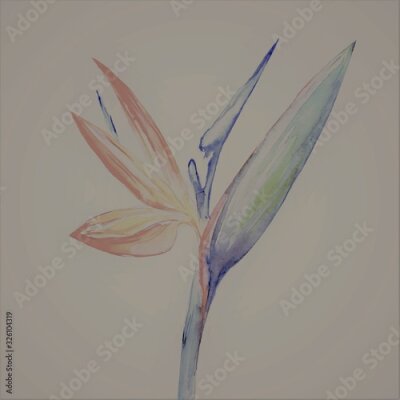 Papier peint  Bird of paradise flower, Strelitzia, Art, Watercolor Illustration