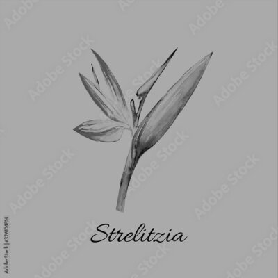 Papier peint  Bird of paradise flower, Strelitzia, Art, Watercolor Illustration