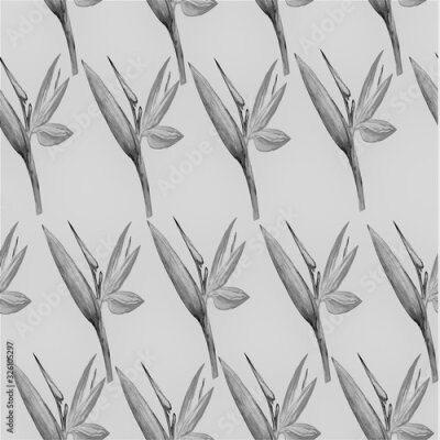 Papier peint  Bird of paradise flower, Strelitzia, Art, Watercolor Illustration