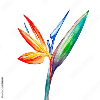 Papier peint  Bird of paradise flower, Strelitzia, Art, Watercolor Illustration