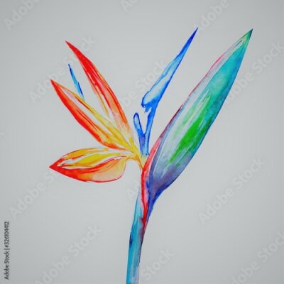 Papier peint  Bird of paradise flower, Strelitzia, Art, Watercolor Illustration
