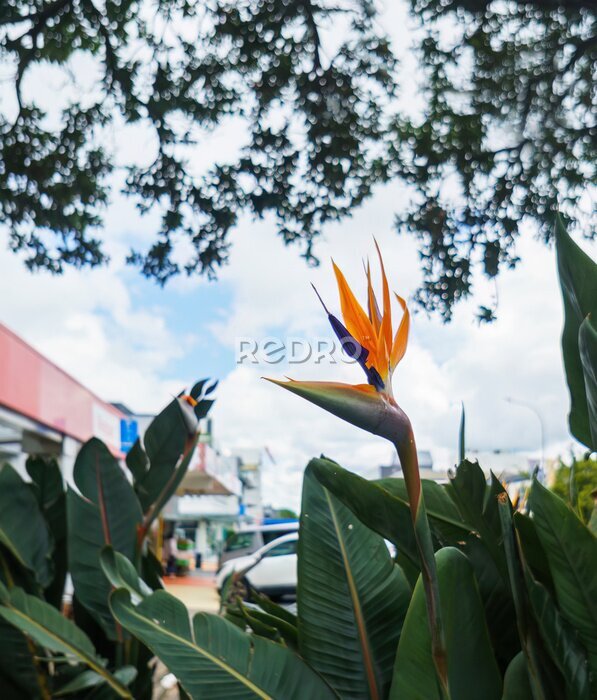 Papier peint  Bird of Paradise flower (Strelitzia) at street corner in Takapuna town centre. Auckland. Vertical format.