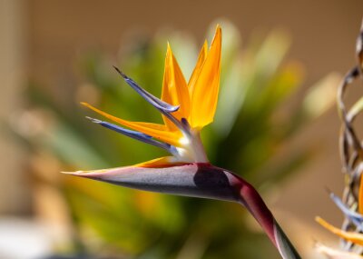 Papier peint  Bird of paradise flower / Strelitzia close up