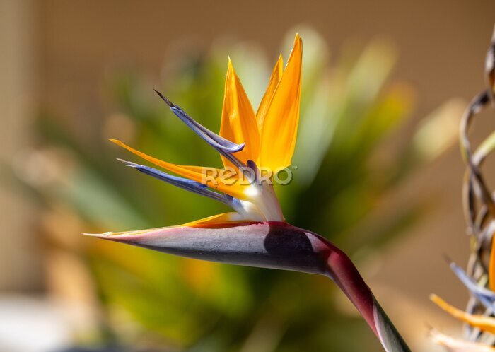 Papier peint  Bird of paradise flower / Strelitzia close up