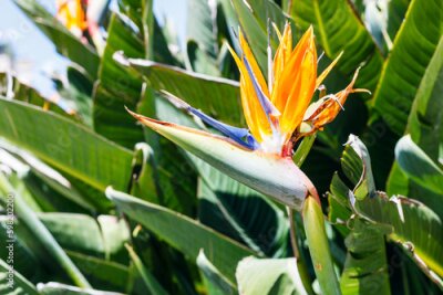 Papier peint  Bird of Paradise Flower (Strelitzia) close up in spring, Sicily
