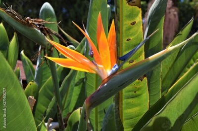 Papier peint  Bird of Paradise flower Strelitzia closeup orange yellow green plant