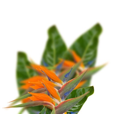 Papier peint  Bird of paradise flower (Strelitzia) flowers with leaves isolated on white bacground