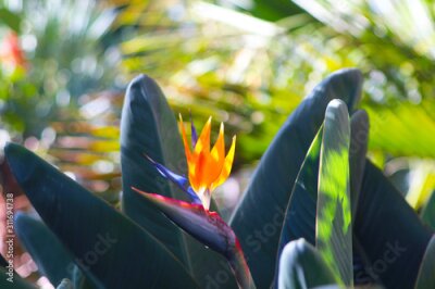 Papier peint  Bird of paradise flower (Strelitzia) hit by sun's rays growing on Tenerife island (Spain)