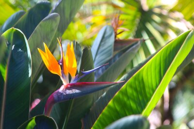 Papier peint  Bird of paradise flower (Strelitzia) illuminated by the morning sun growing on Tenerife island (Spain)