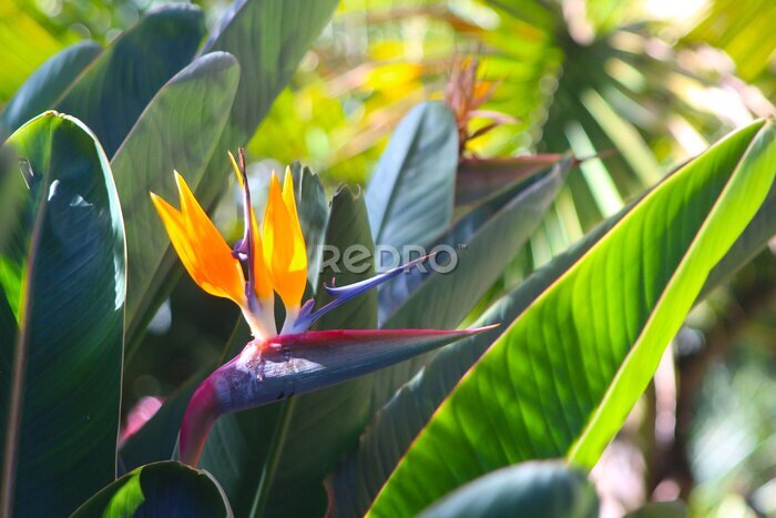 Papier peint  Bird of paradise flower (Strelitzia) illuminated by the morning sun growing on Tenerife island (Spain)