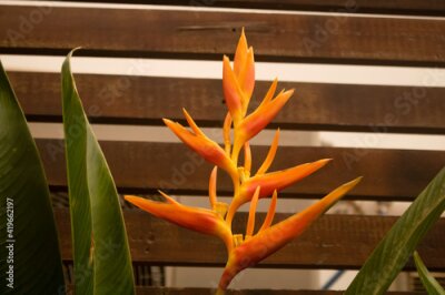 Papier peint  Bird of paradise flower (Strelitzia). In South Africa it is commonly known as a crane flower. Thailand.