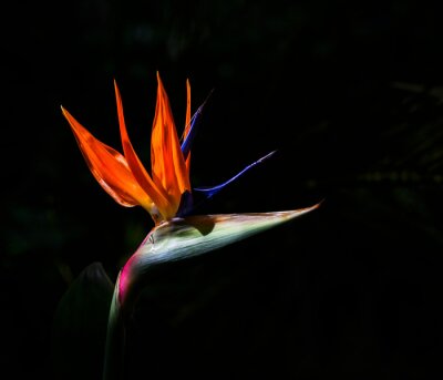Papier peint  Bird of paradise flower (strelitzia) in sunlight with a natural dark green background. Hamilton. New Zealand.