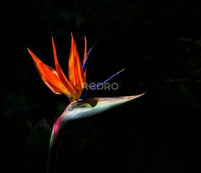 Papier peint  Bird of paradise flower (strelitzia) in sunlight with a natural dark green background. Hamilton. New Zealand.