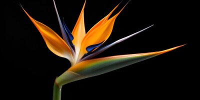 Papier peint  Bird of Paradise flower, strelitzia, isolated against a black background.