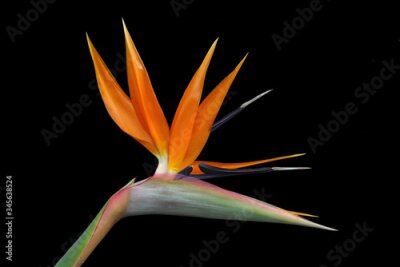 Papier peint  Bird of Paradise flower, strelitzia, isolated against a black background.