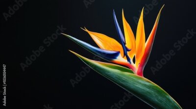 Papier peint  Bird of paradise flower Strelitzia isolated against a black background High quality image