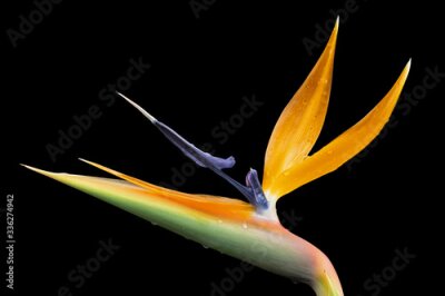 Papier peint  Bird of Paradise flower, strelitzia, isolated against black background.