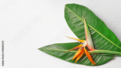 Papier peint  Bird of paradise flower, Strelitzia isolated on grey background. Exotic floral template. Text space
