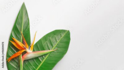 Papier peint  Bird of paradise flower, Strelitzia isolated on grey background. Exotic floral template. Text space