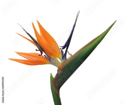 Papier peint  Bird of paradise flower (Strelitzia) isolated on white