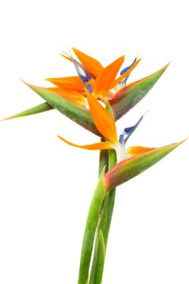 Papier peint  Bird of paradise flower  Strelitzia  isolated on white bacground