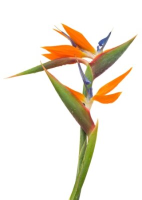 Papier peint  Bird of paradise flower  Strelitzia  isolated on white bacground