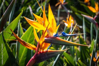 Papier peint  bird of paradise, flower, strelitzia, madeira, traditional flower of madeira, portugaL