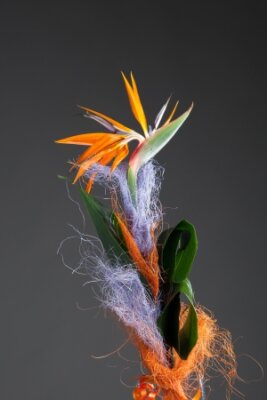 Papier peint  bird of paradise flower (strelitzia) on grey background