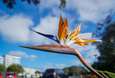 Papier peint  Bird of paradise flower (strelitzia) on the side of the road. Auckland.