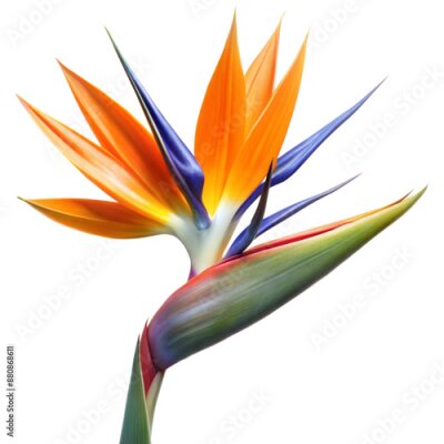 Papier peint  Bird of Paradise Flower, Strelitzia, Orange and Blue, Isolated on Transparent Background with Clipping Path Cut-Out