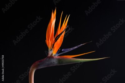 Papier peint  Bird of Paradise flower (Strelitzia regina) on the black background