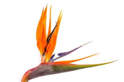 Papier peint  Bird of Paradise flower (Strelitzia regina) on the white background.